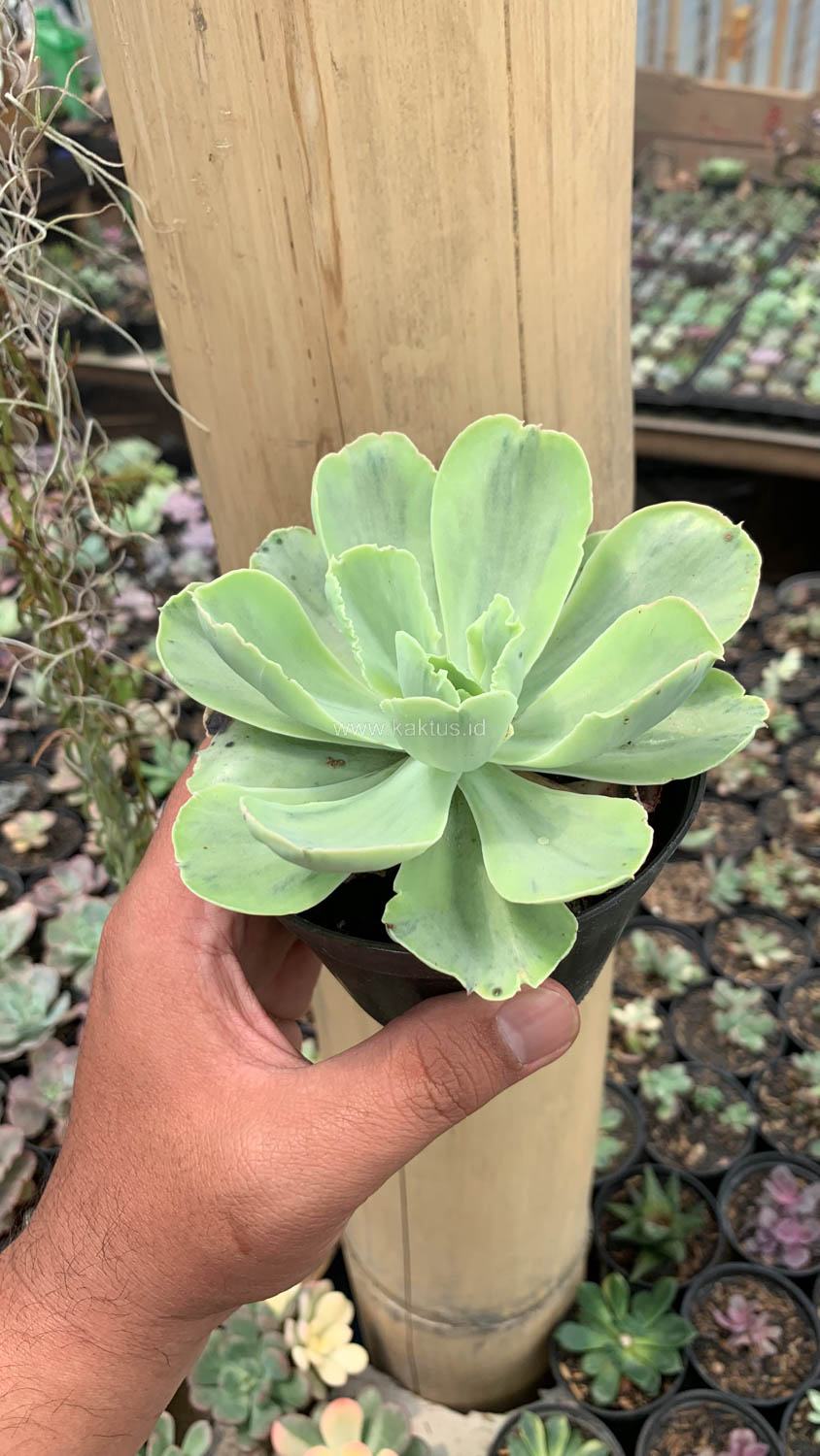 396. Echeveria Chantilly White Mutation - Image 12