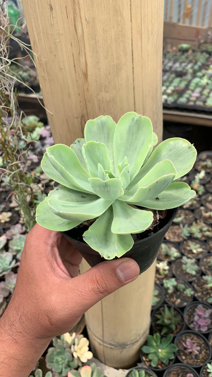 396. Echeveria Chantilly White Mutation - Image 2