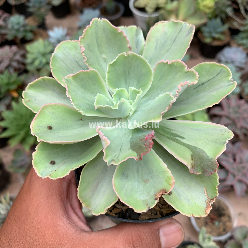 396. Echeveria Chantilly White Mutation - Image 6