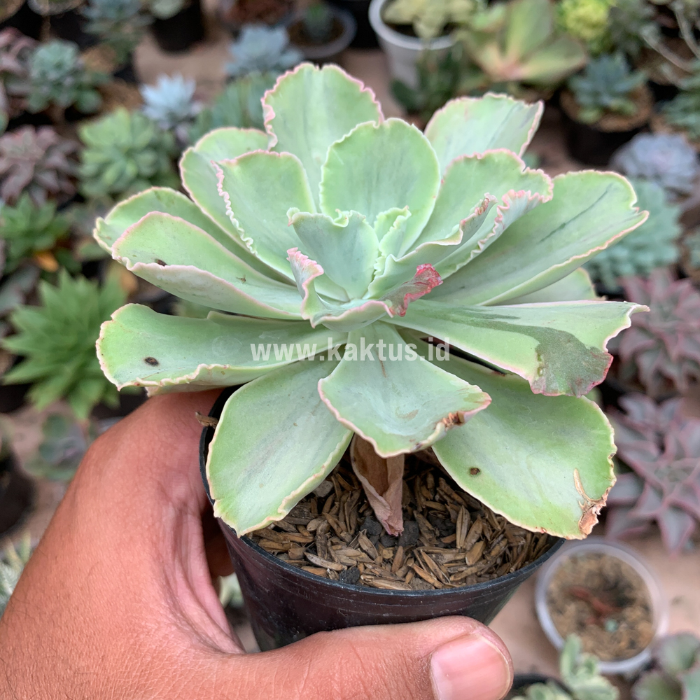 396. Echeveria Chantilly White Mutation - Image 7