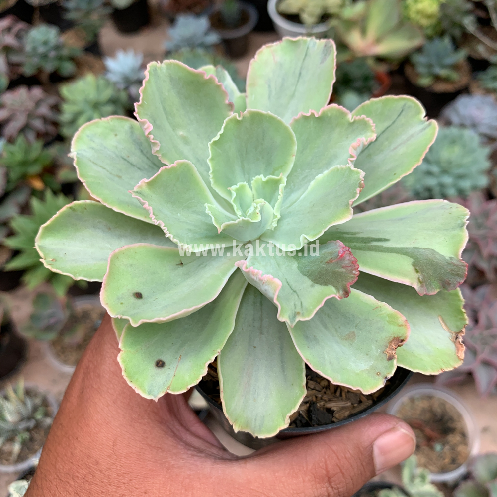 396. Echeveria Chantilly White Mutation - Image 5