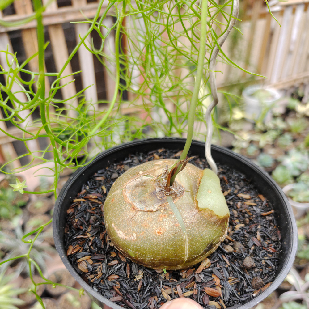 398. Bowiea Volubilis 'Sea Onion' - Climbing Onion - Image 2