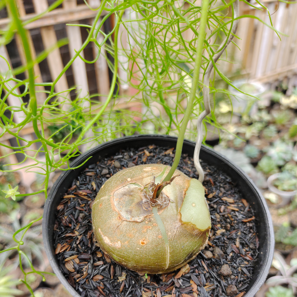 398. Bowiea Volubilis 'Sea Onion' - Climbing Onion - Image 6