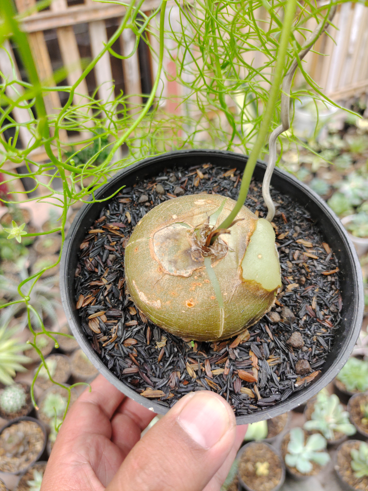 398. Bowiea Volubilis 'Sea Onion' - Climbing Onion - Image 5
