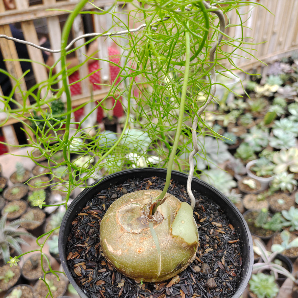 398. Bowiea Volubilis 'Sea Onion' - Climbing Onion - Image 4