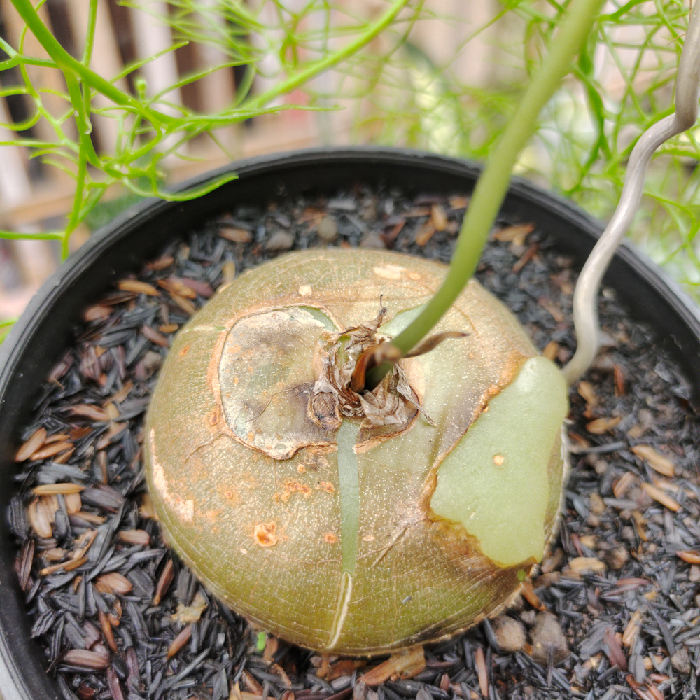 398. Bowiea Volubilis 'Sea Onion' - Climbing Onion - Image 3