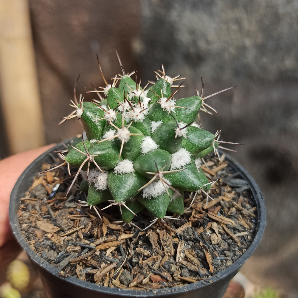 400. Mammillaria Compressa - Image 3