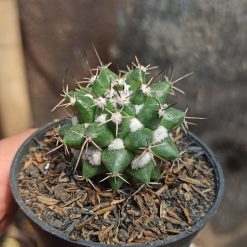 Alternative view of 400. Mammillaria Compressa