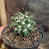 400. Mammillaria Compressa