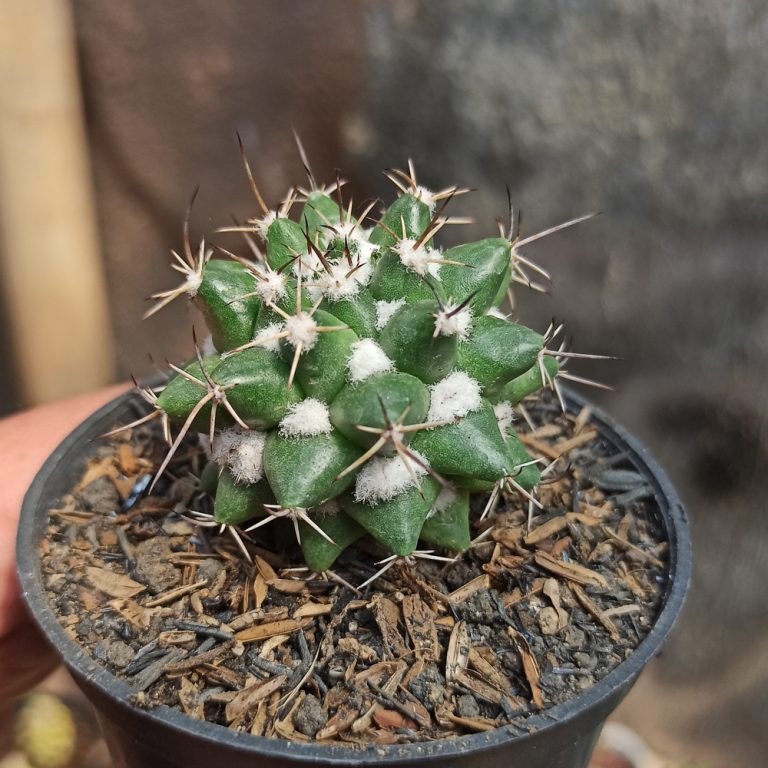 400. Mammillaria Compressa