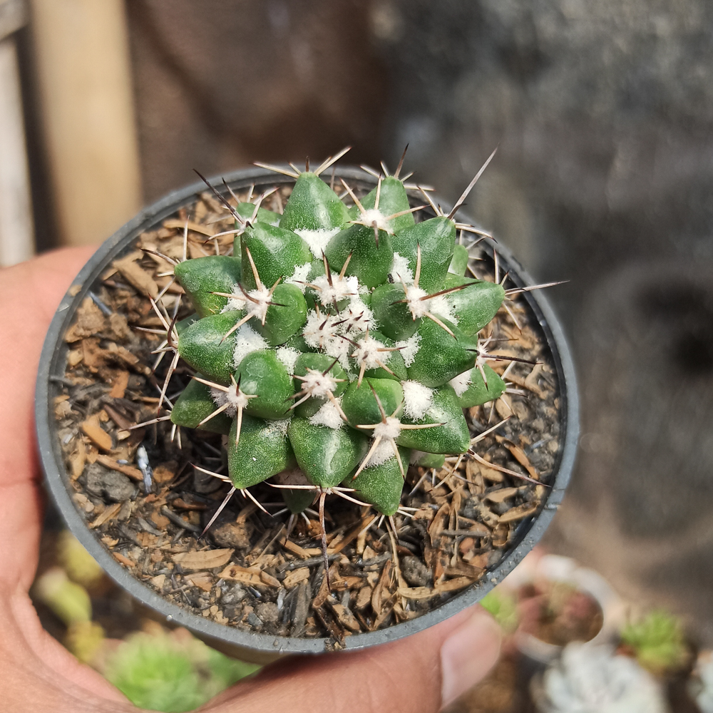 400. Mammillaria Compressa - Image 5