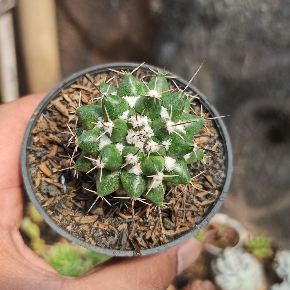 400. Mammillaria Compressa - Image 6