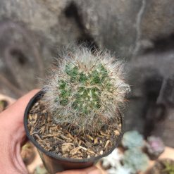 Alternative view of 402. Mammillaria 'Hairy' Bocasana - Powder Puff Cactus