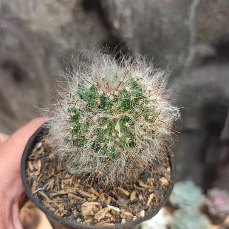 402. Mammillaria 'Hairy' Bocasana - Powder Puff Cactus