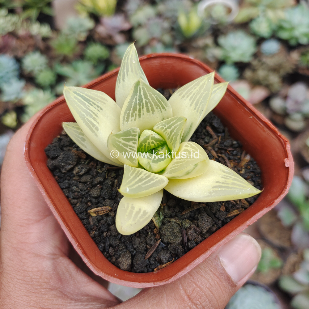 407. Haworthia Retusa Aurea Variegated - Image 8