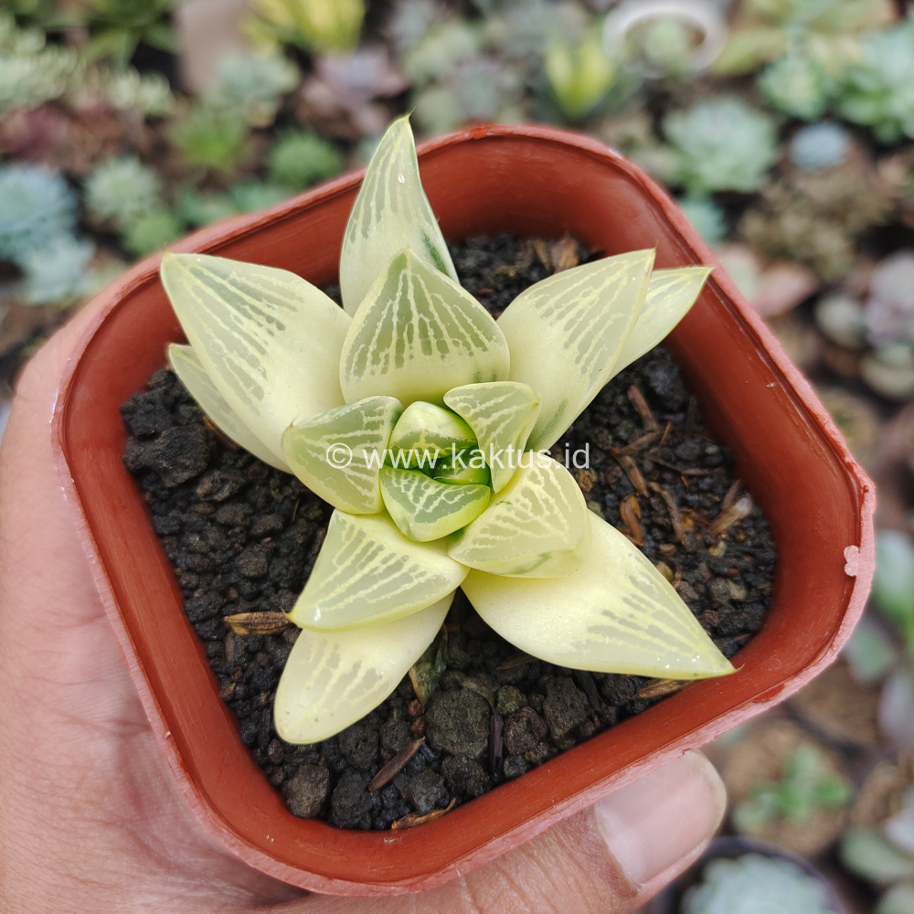 407. Haworthia Retusa Aurea Variegated - Image 9