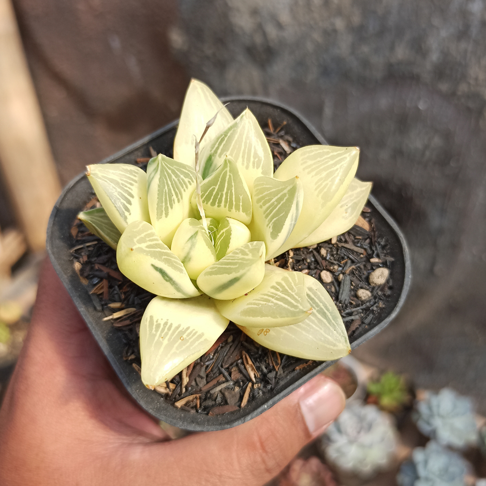 407. Haworthia Retusa Aurea Variegated - Image 2