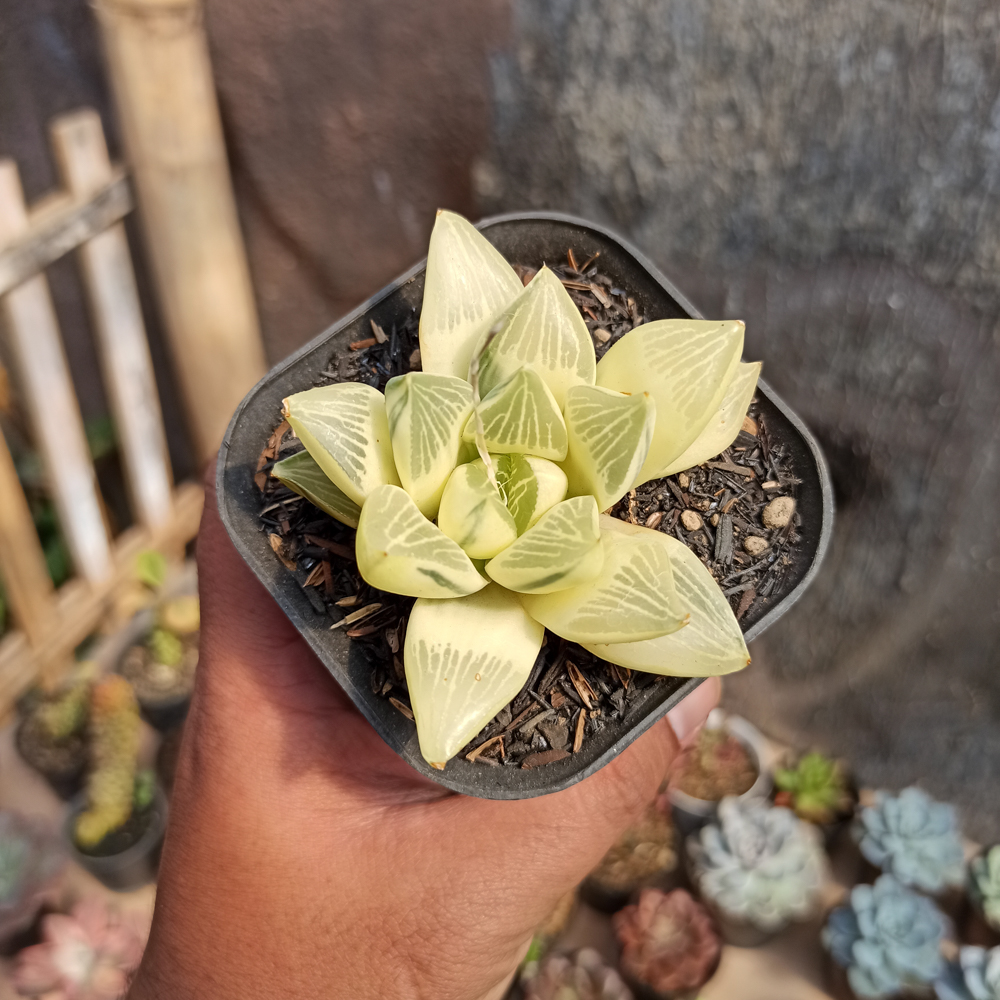 407. Haworthia Retusa Aurea Variegated - Image 5
