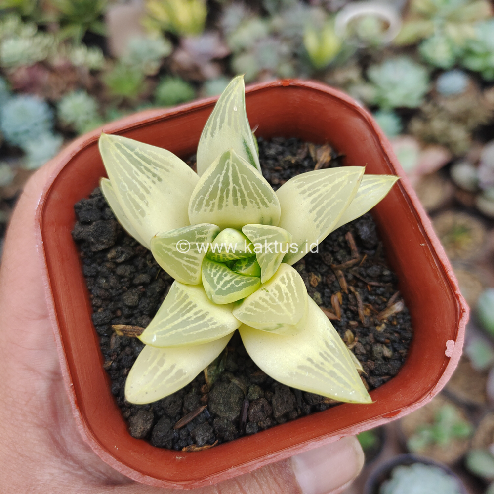 407. Haworthia Retusa Aurea Variegated - Image 10