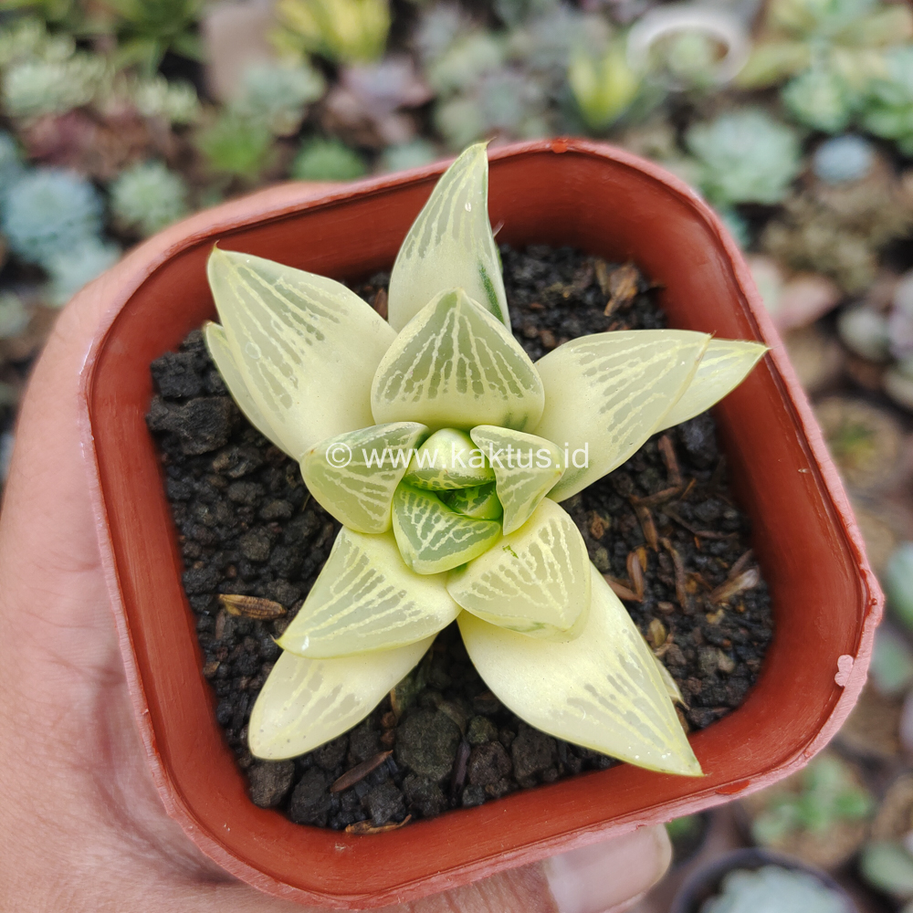 407. Haworthia Retusa Aurea Variegated - Image 11