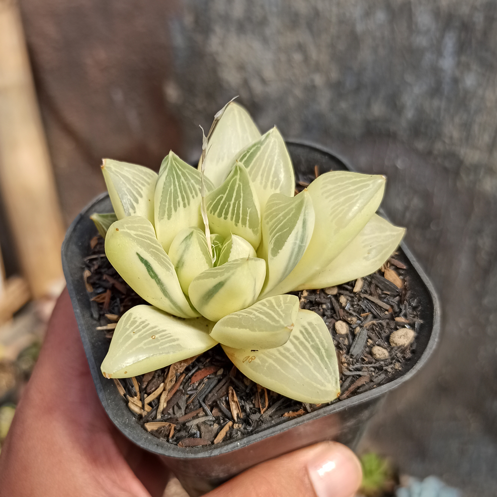 407. Haworthia Retusa Aurea Variegated - Image 4