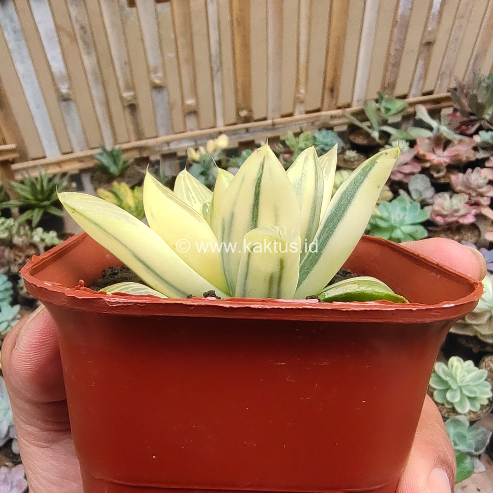 407. Haworthia Retusa Aurea Variegated - Image 12