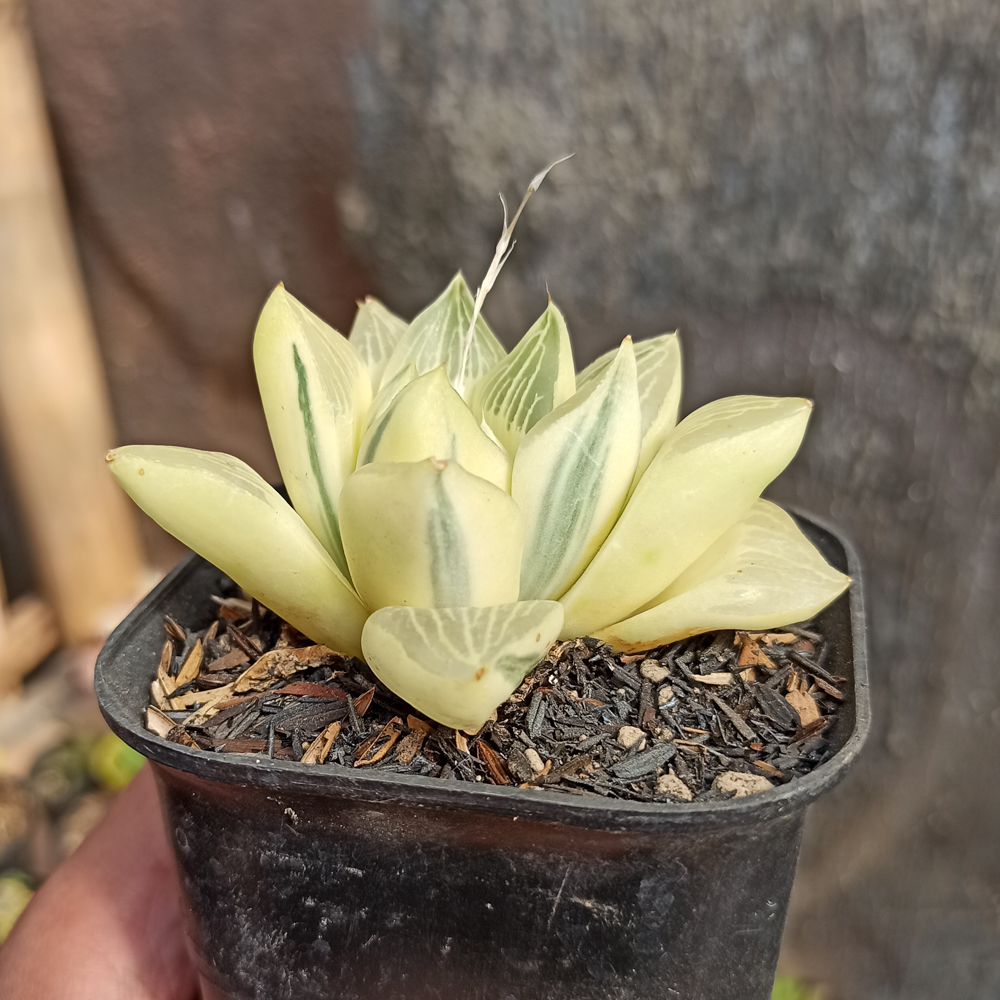 407. Haworthia Retusa Aurea Variegated - Image 6