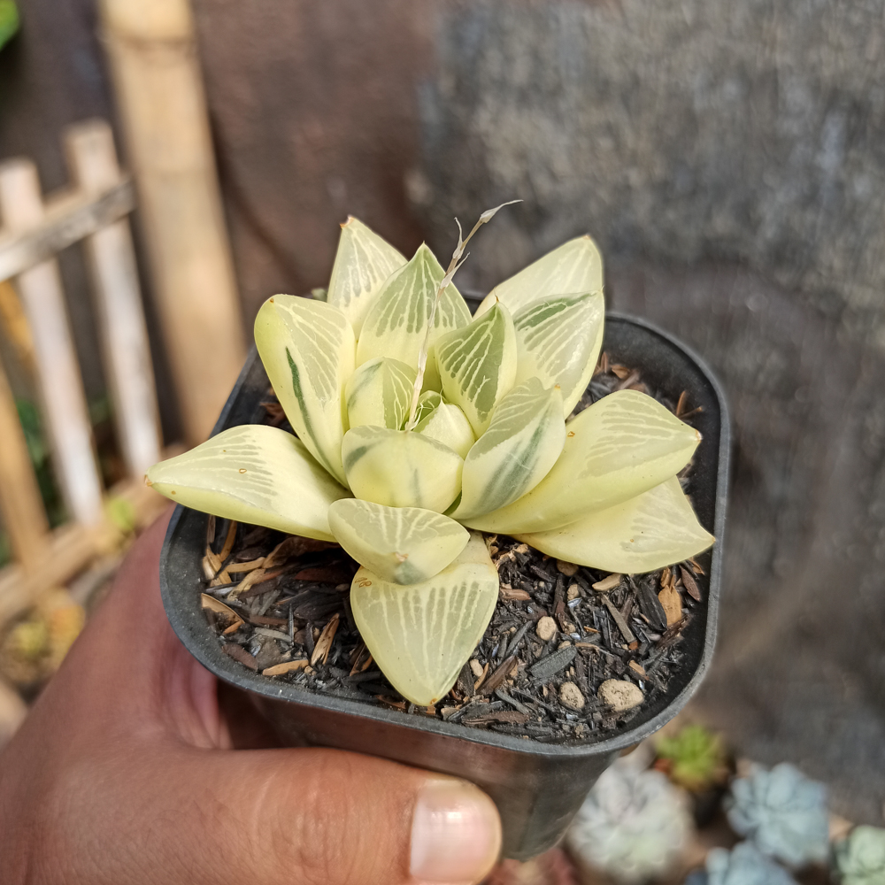 407. Haworthia Retusa Aurea Variegated - Image 7