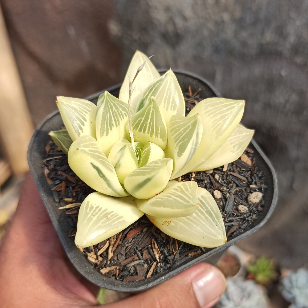 407. Haworthia Retusa Aurea Variegated - Image 3