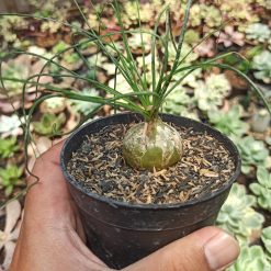 Alternative view of 408. Albuca Humilis