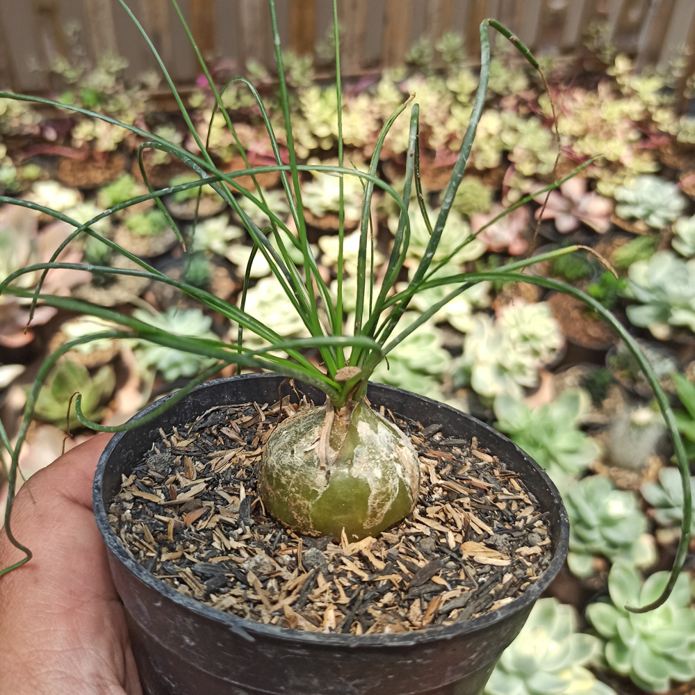 408. Albuca Humilis - Image 3