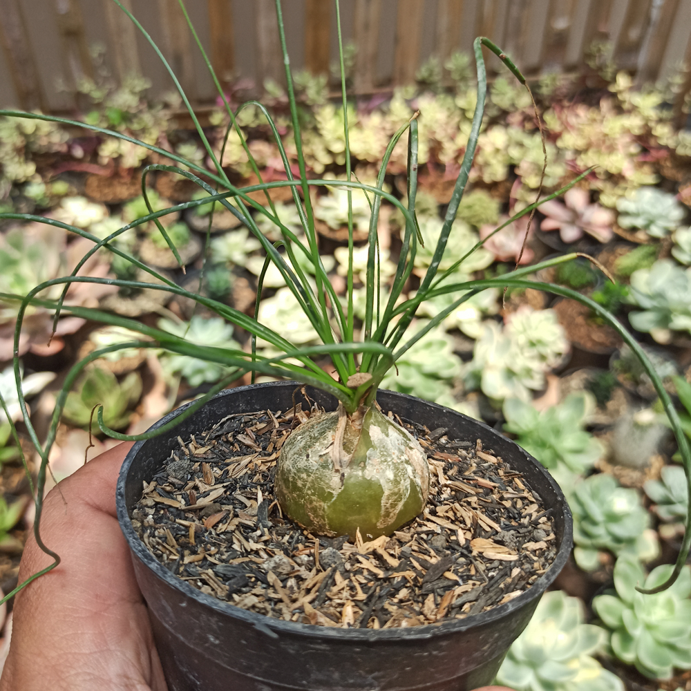 408. Albuca Humilis - Image 4