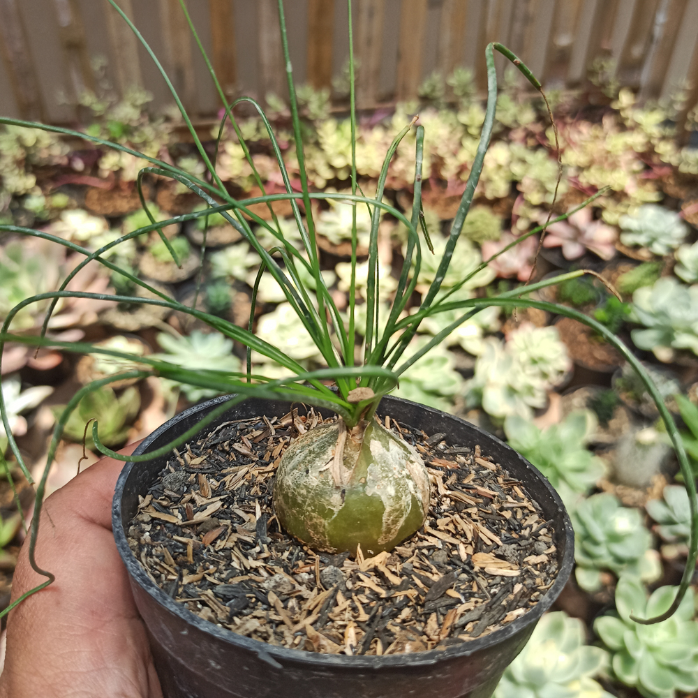 408. Albuca Humilis - Image 5