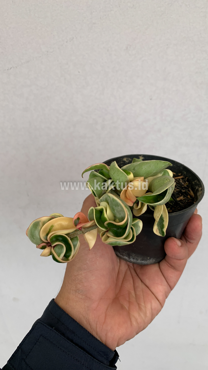 409. Hoya Compacta 'Hindu Ropes' Variegated - Image 7
