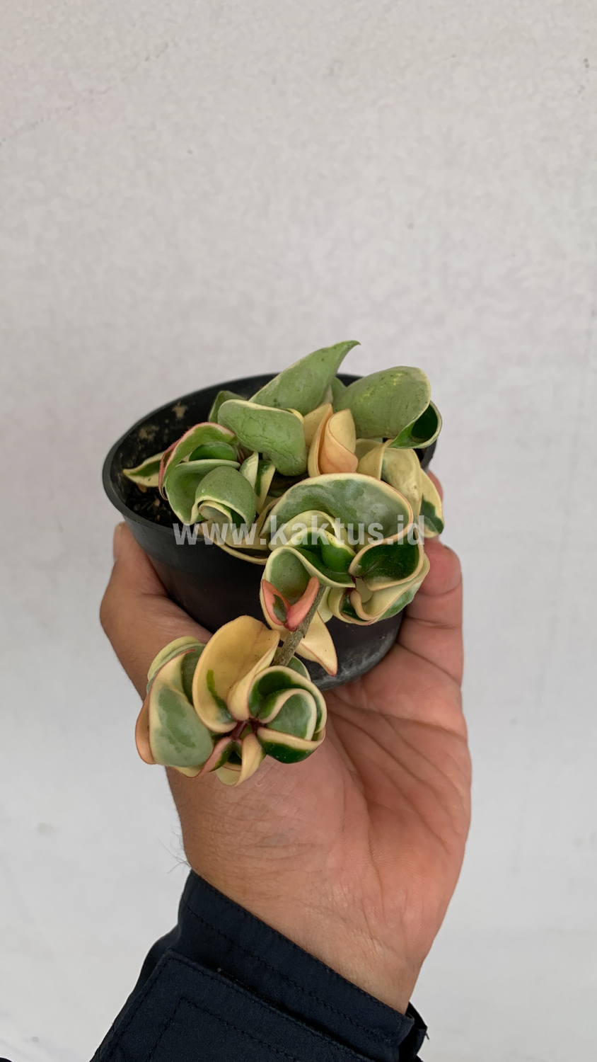 409. Hoya Compacta 'Hindu Ropes' Variegated - Image 5
