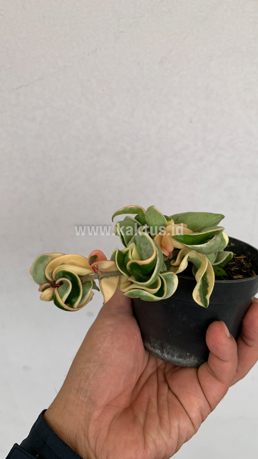 409. Hoya Compacta 'Hindu Ropes' Variegated - Image 4