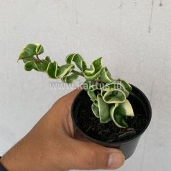 Alternative view of 409. Hoya Compacta 'Hindu Ropes' Variegated