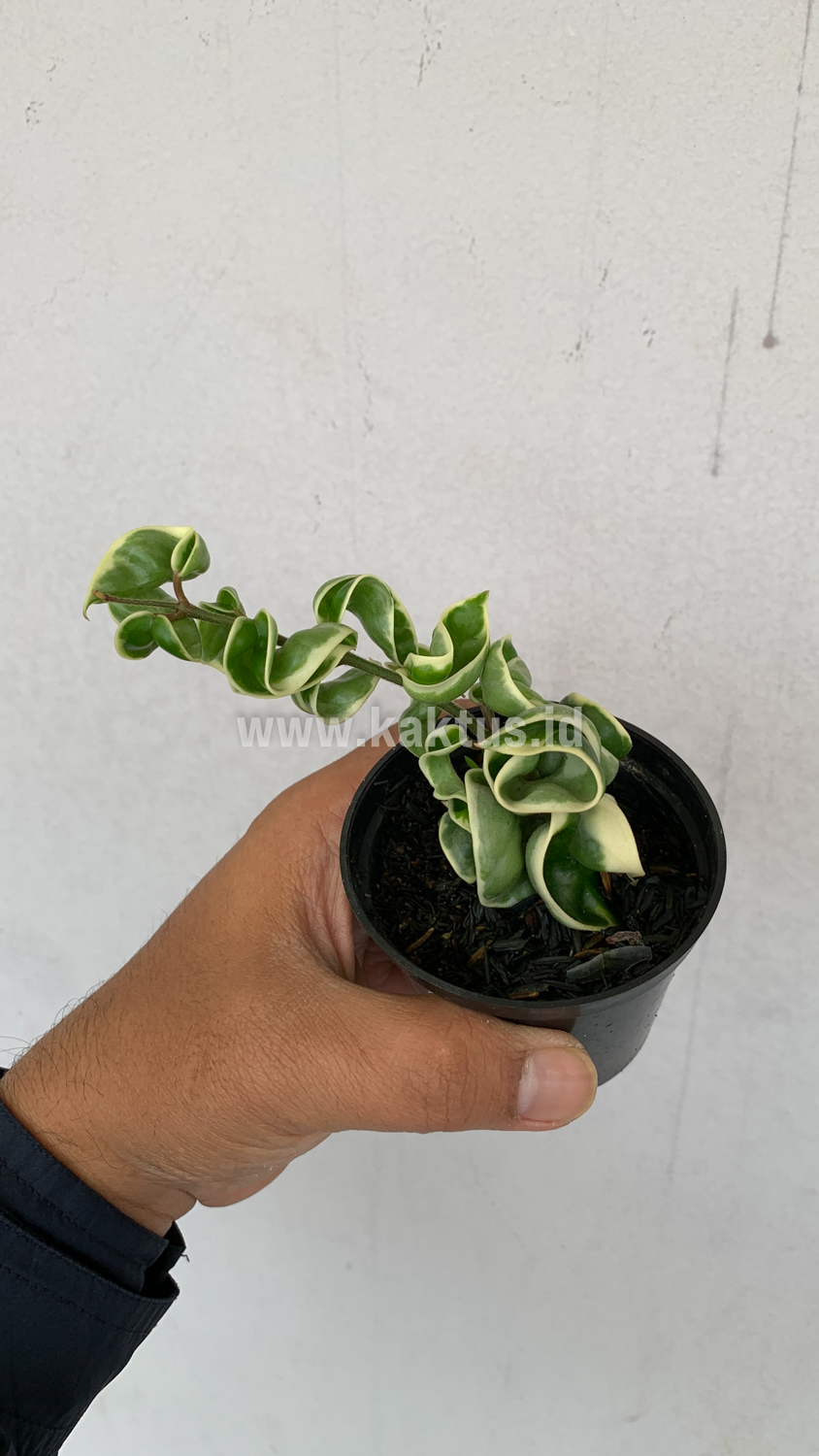 409. Hoya Compacta 'Hindu Ropes' Variegated - Image 2