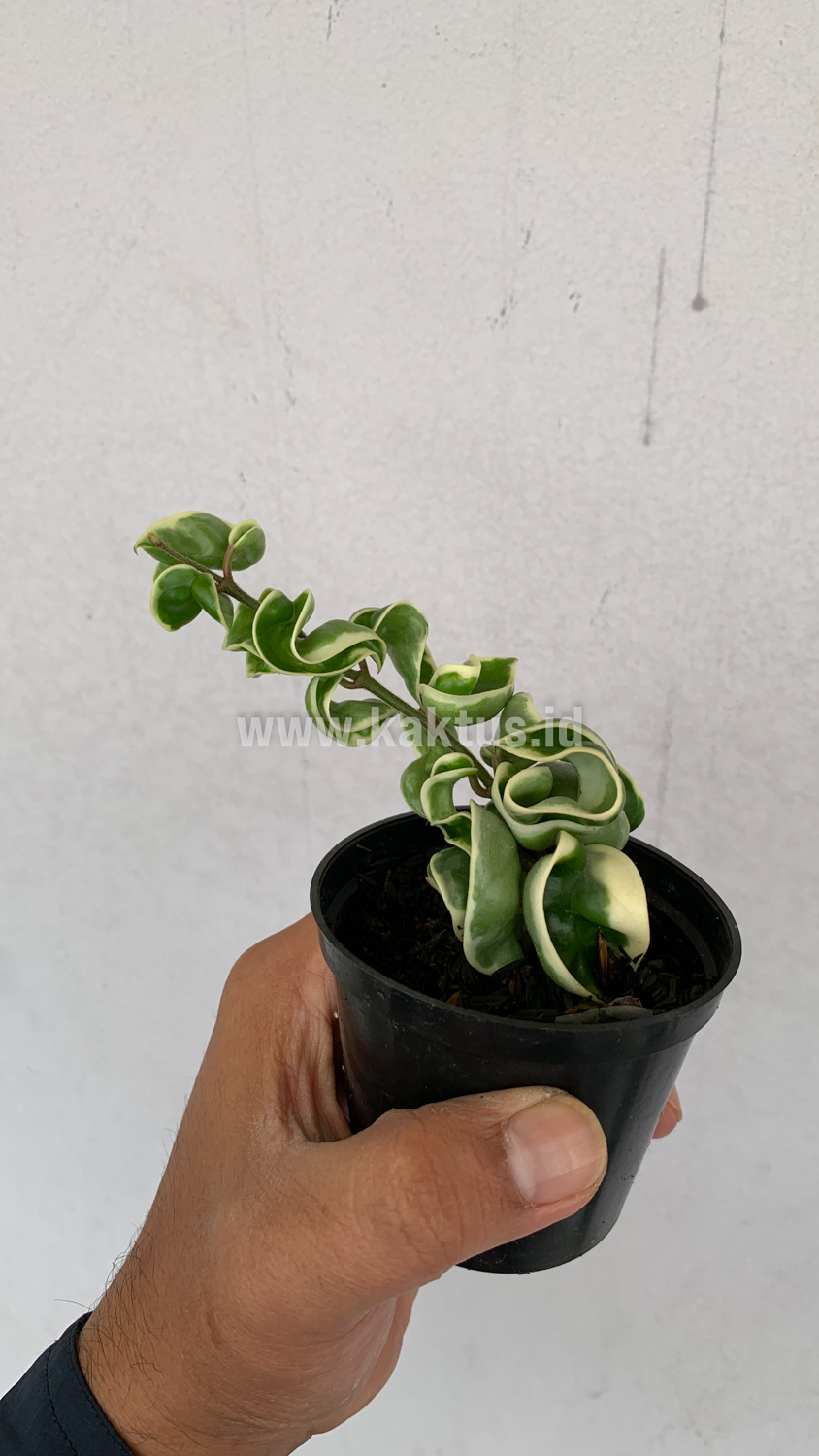 409. Hoya Compacta 'Hindu Ropes' Variegated - Image 6