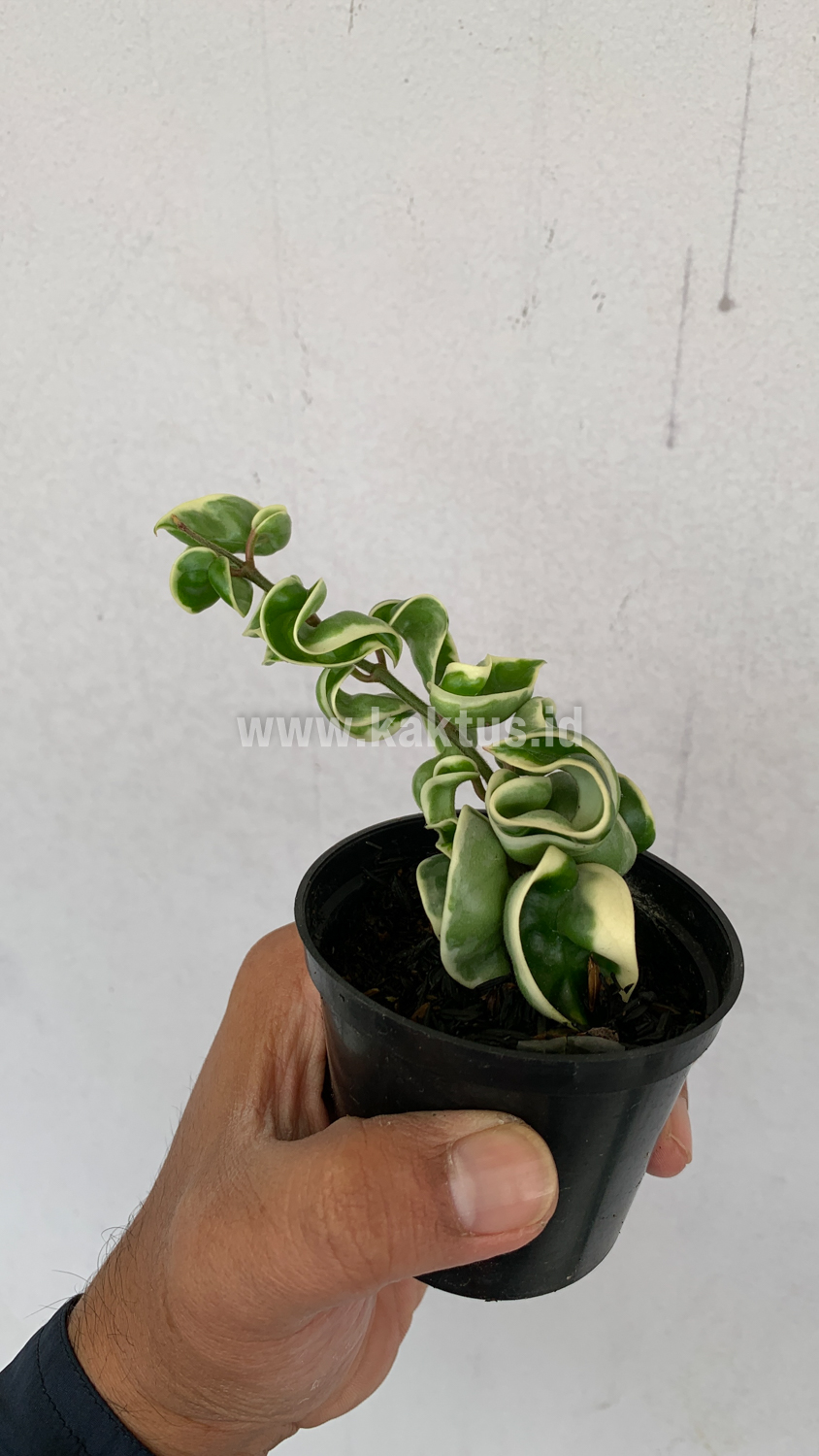 409. Hoya Compacta 'Hindu Ropes' Variegated - Image 3