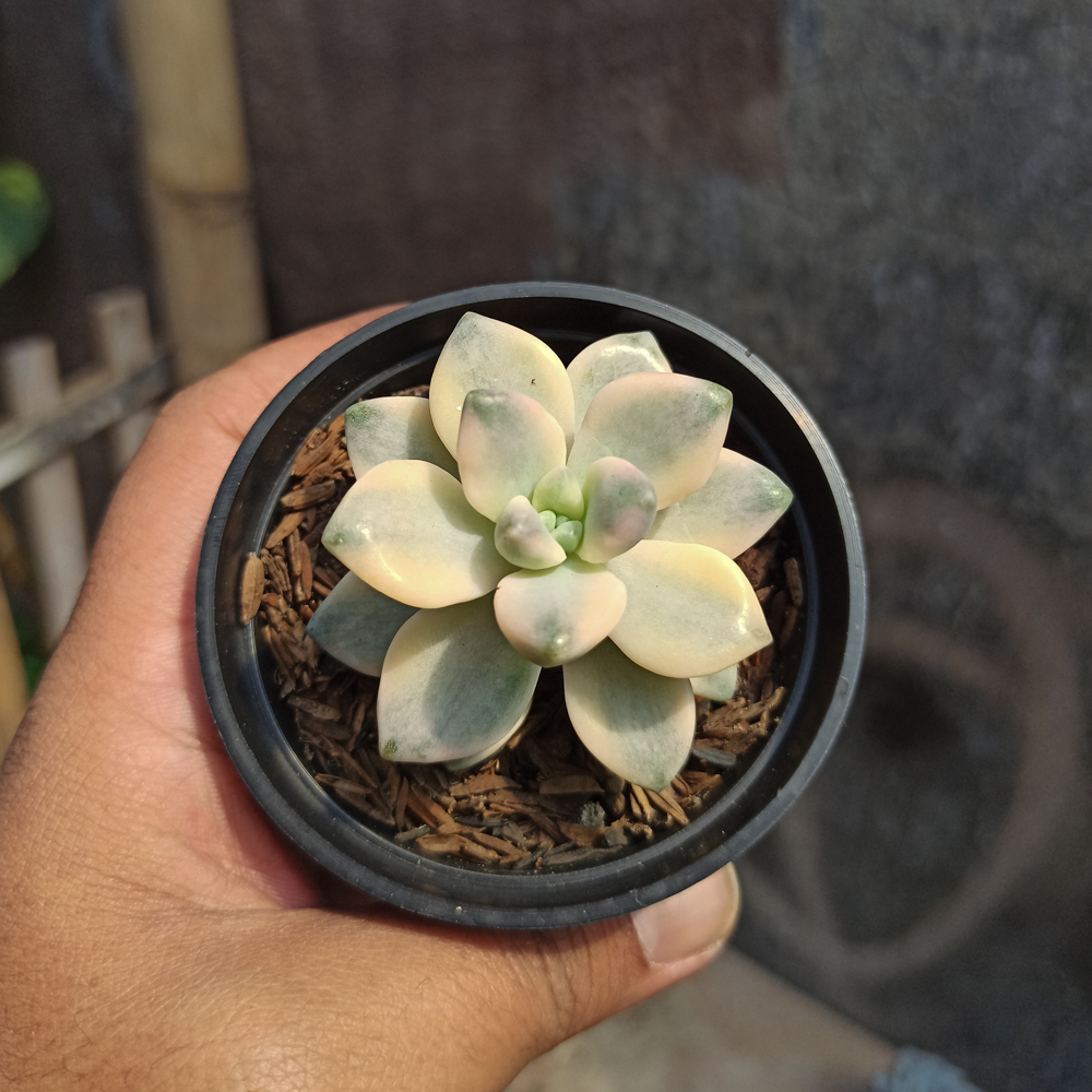 410. Graptopetalum Mendozae Variegated - Image 6