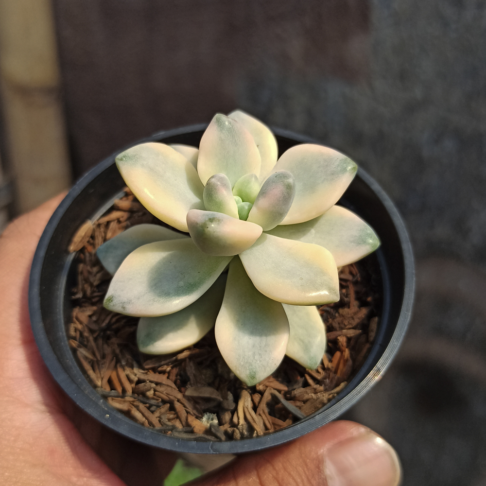 410. Graptopetalum Mendozae Variegated - Image 3