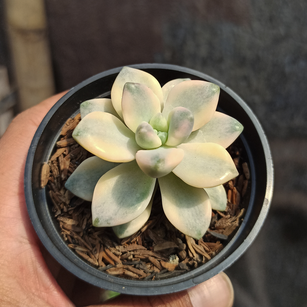 410. Graptopetalum Mendozae Variegated - Image 2