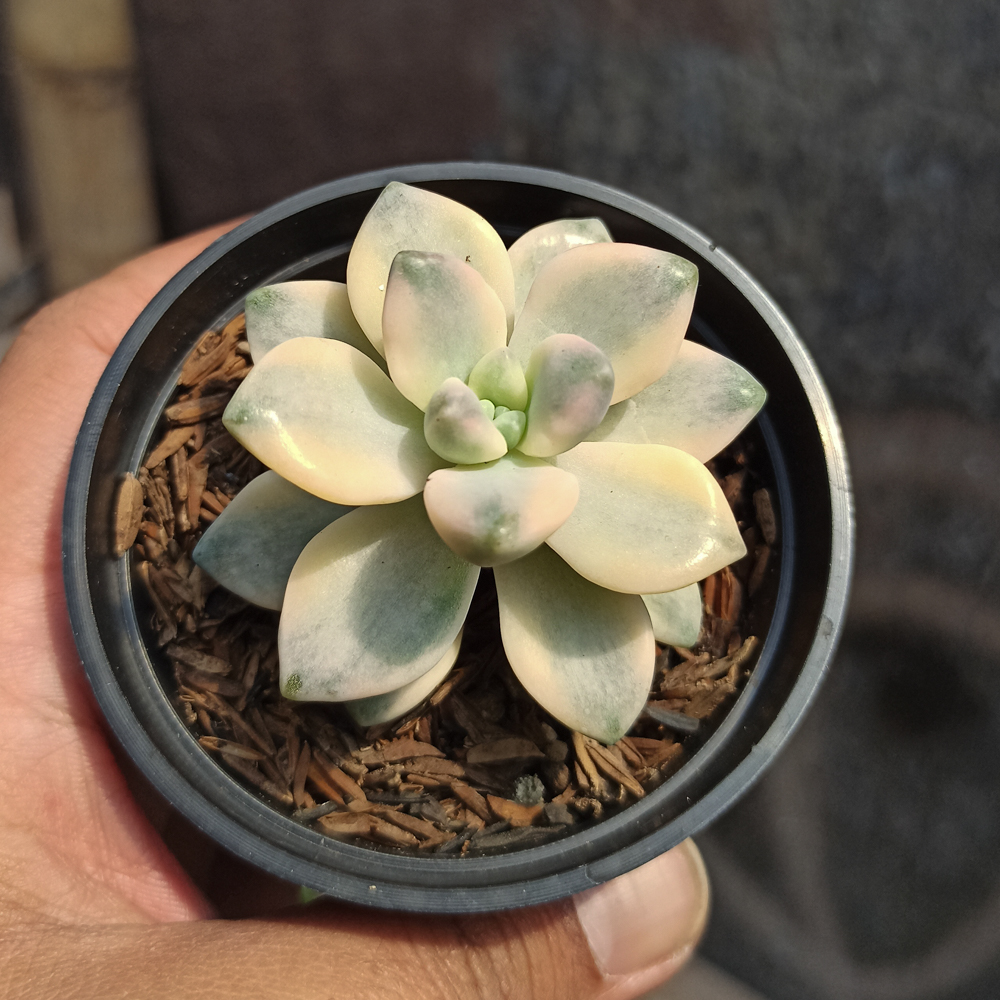 410. Graptopetalum Mendozae Variegated - Image 5
