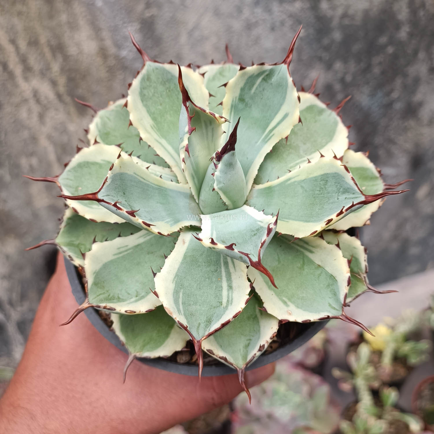 412. Agave Potatorum CV. Kichijokan - Image 2