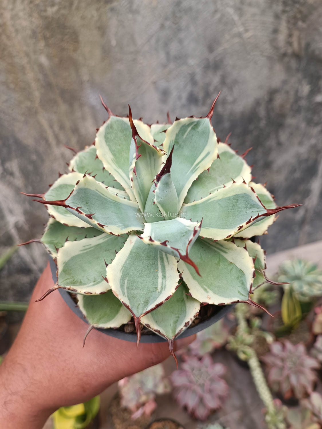 412. Agave Potatorum CV. Kichijokan - Image 3