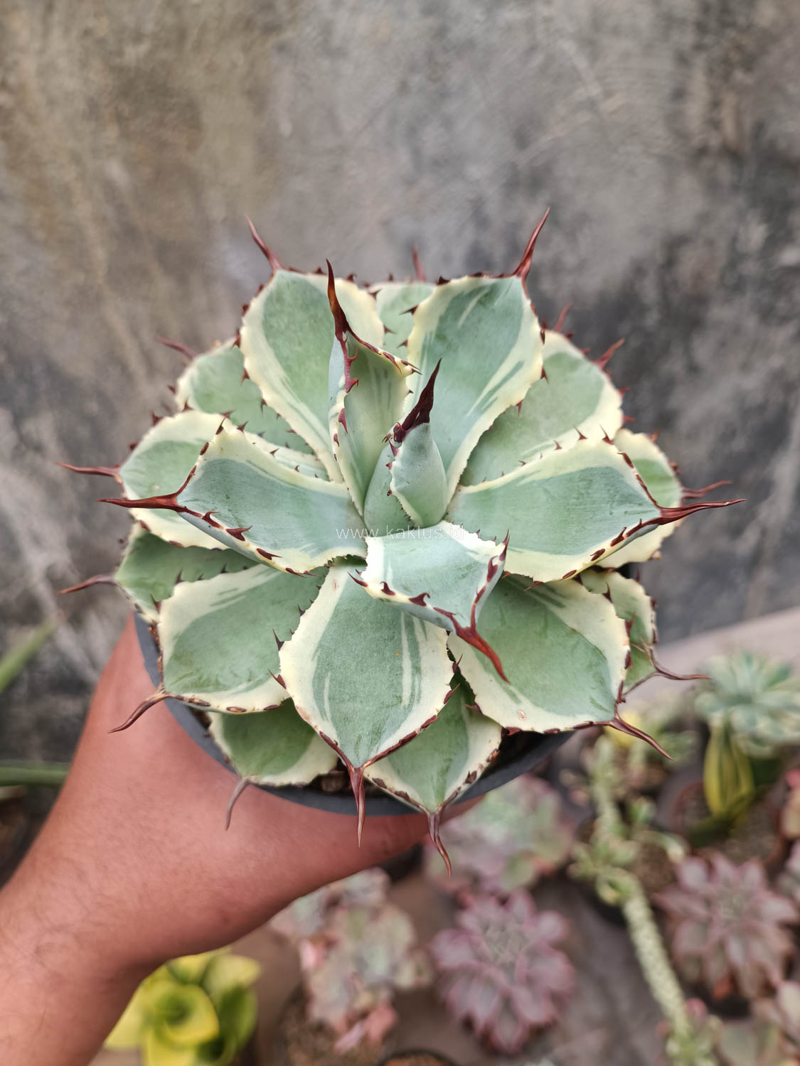 412. Agave Potatorum CV. Kichijokan - Image 4