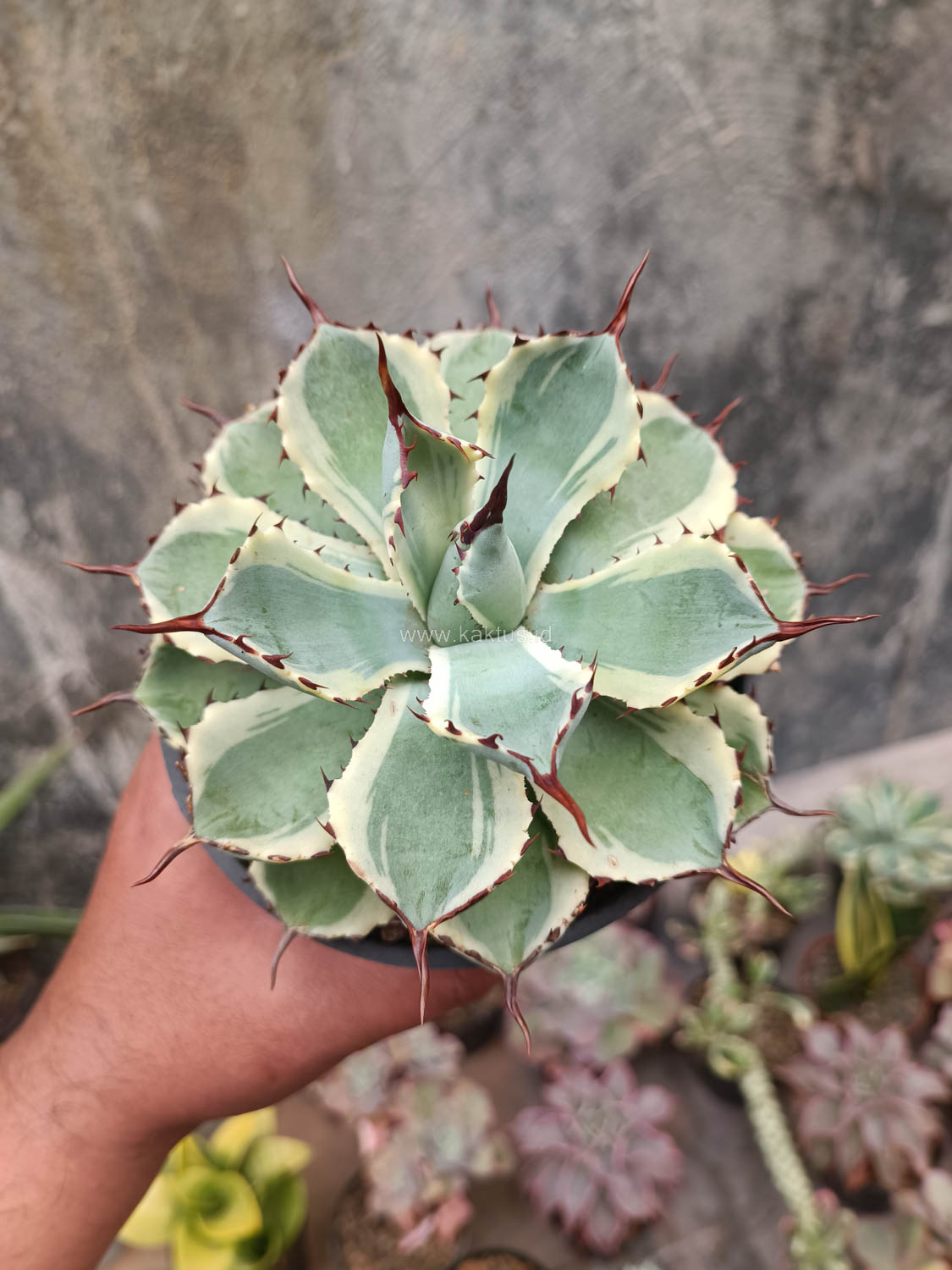 412. Agave Potatorum CV. Kichijokan - Image 5