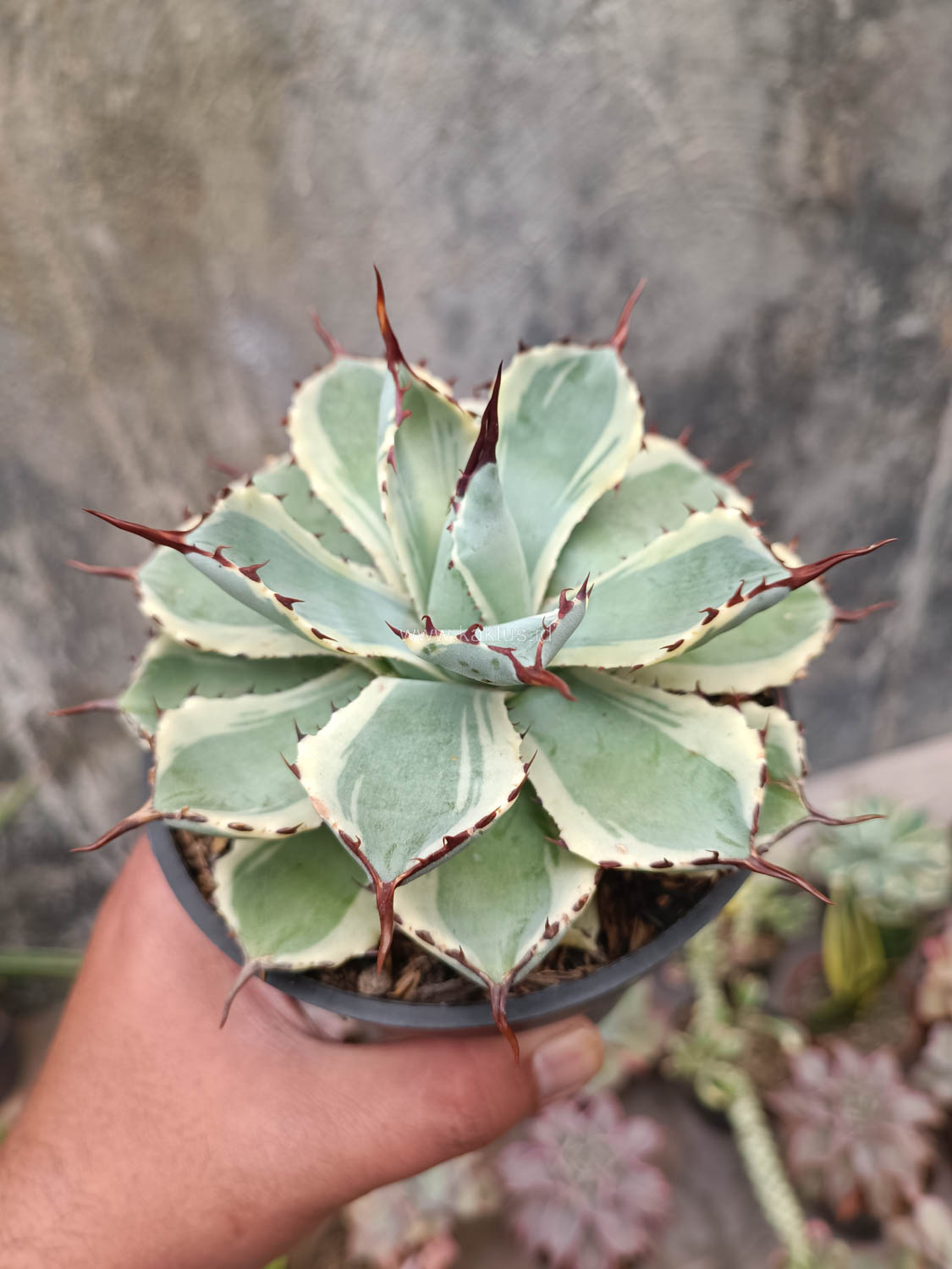 412. Agave Potatorum CV. Kichijokan - Image 6