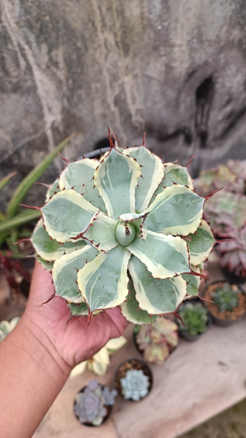 412. Agave Potatorum CV. Kichijokan - Image 7
